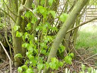 Corylus colurna 4, Turkse hazelaar, Saxifraga-Rutger Barendse