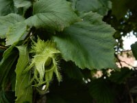 Corylus colurna 5, Turkse hazelaar, Saxifraga-Ed Stikvoort : Franse boekweit Nieuwvliet-Bad A900