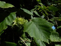 Corylus colurna 6, Turkse hazelaar, Saxifraga-Ed Stikvoort : Franse boekweit Nieuwvliet-Bad A900