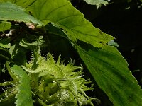 Corylus colurna 7, Turkse hazelaar, Saxifraga-Ed Stikvoort : Franse boekweit Nieuwvliet-Bad A900