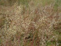 Corynephorus canescens 16, Buntgras, Saxifraga-Ed Stikvoort
