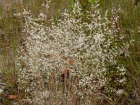 Corynephorus canescens 17, Buntgras, Saxifraga-Ed Stikvoort