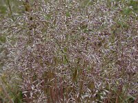 Corynephorus canescens 30, Buntgras, Saxifraga-Ed Stikvoort