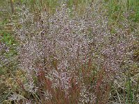 Corynephorus canescens 9, Buntgras, Saxifraga-Ed Stikvoort