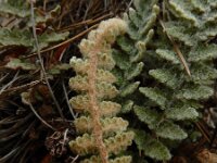 Cosentinia vellea 2, Saxifraga-Ed Stikvoort : Vathi - Gidaki beach Ithaki s9900