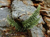 Cosentinia vellea 3, Saxifraga-Ed Stikvoort : Vathi - Gidaki beach Ithaki s9900