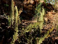 Cosentinia vellea 4, Saxifraga-Ed Stikvoort