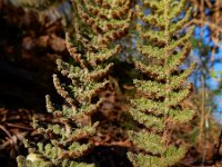 Cosentinia vellea 5, Saxifraga-Ed Stikvoort