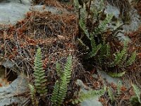 Cosentinia vellea 6, Saxifraga-Ed Stikvoort : Vathi - Gidaki beach Ithaki s9900