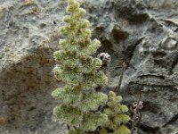 Cosentinia vellea 7, Saxifraga-Ed Stikvoort : Vathi - Gidaki beach Ithaki s9900