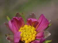 Cosmos bipinnatus