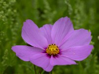 Cosmos bipinnatus 10, Cosmos, Saxifraga-Roel Meijer