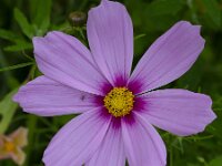 Cosmos bipinnatus 11, Cosmos, Saxifraga-Roel Meijer