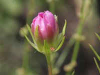 Cosmos bipinnatus 2, Cosmos, Saxifraga-Rutger Barendse
