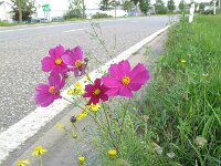 Cosmos bipinnatus 3, Cosmos, Saxifraga-Rutger Barendse