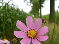 Cosmos bipinnatus 5, Cosmos, Saxifraga-Rutger Barendse