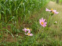Cosmos bipinnatus 6, Cosmos, Saxifraga-Rutger Barendse