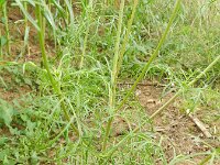 Cosmos bipinnatus 8, Cosmos, Saxifraga-Rutger Barendse