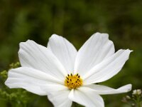 Cosmos bipinnatus 9, Cosmos, Saxifraga-Roel Meijer