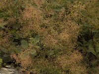 Cotinus coggygria, Smoke Tree
