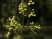 Cotinus coggygria 11, Pruikenboom,  Saxifraga-Jan van der Straaten