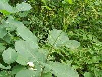 Cotinus coggygria 12, Pruikenboom,  Saxifraga-Rutger Barendse