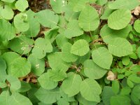 Cotinus coggygria 13, Pruikenboom,  Saxifraga-Rutger Barendse