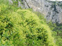 Cotinus coggygria 14, Pruikenboom,  Saxifraga-Rutger Barendse