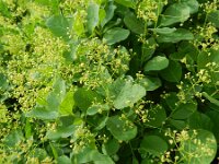 Cotinus coggygria 15, Pruikenboom,  Saxifraga-Rutger Barendse