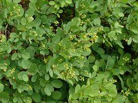 Cotinus coggygria 16, Pruikenboom,  Saxifraga-Hans Grotenhuis