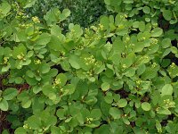Cotinus coggygria 17, Pruikenboom,  Saxifraga-Hans Grotenhuis
