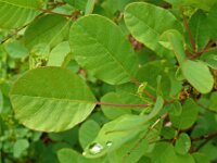 Cotinus coggygria 18, Pruikenboom,  Saxifraga-Hans Grotenhuis