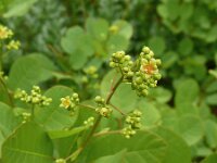 Cotinus coggygria 19, Pruikenboom,  Saxifraga-Hans Grotenhuis