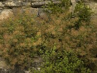 Cotinus coggygria 2, Pruikenboom,  Saxifraga-Jan van der Straaten