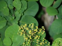 Cotinus coggygria 3, Pruikenboom,  Saxifraga-Branko Bakan