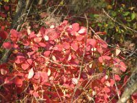 Cotinus coggygria 5, Pruikenboom,  Saxifraga-Jasenka Topic