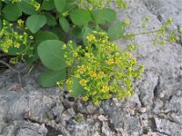 Cotinus coggygria 6, Pruikenboom,  Saxifraga-Jasenka Topic