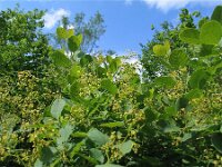 Cotinus coggygria 7, Pruikenboom,  Saxifraga-Jasenka Topic