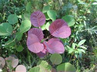Cotinus coggygria 8, Pruikenboom,  Saxifraga-Jasenka Topic