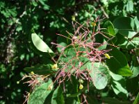 Cotinus coggygria 9, Pruikenboom,  Saxifraga-Jasenka Topic