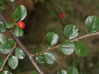 Cotoneaster apiculatus
