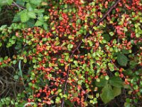 Cotoneaster apiculatus 2, Saxifraga-Peter Meininger