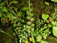 Cotoneaster apiculatus 4, Saxifraga-Rutger Barendse