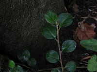 Cotoneaster apiculatus 7, Saxifraga-Rutger Barendse