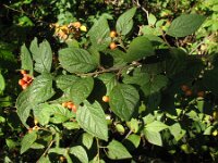 Cotoneaster bullatus