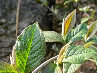 Cotoneaster bullatus 10, Grote boogcotoneaster, Saxifraga-Rutger Barendse