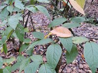 Cotoneaster bullatus 2, Grote boogcotoneaster, Saxifraga-Rutger Barendse