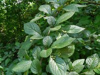 Cotoneaster bullatus 3, Grote boogcotoneaster, Saxifraga-Rutger Barendse