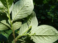 Cotoneaster bullatus 4, Grote boogcotoneaster, Saxifraga-Rutger Barendse