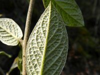 Cotoneaster bullatus 5, Grote boogcotoneaster, Saxifraga-Rutger Barendse